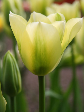 Tulipan Viridiflora Tulipa Spring Green Szt Sklep Ogrodniczy