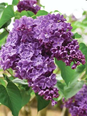 Lilak (Syringa vulgaris) Fioletowy