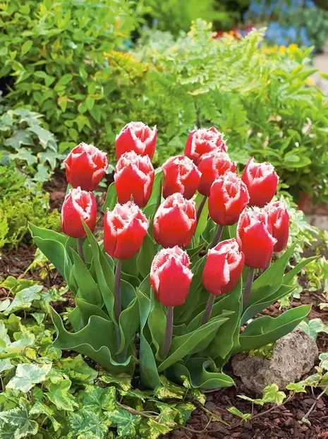 Tulipan Strzępiasty (Tulipa) 'Canasta'  5 szt.