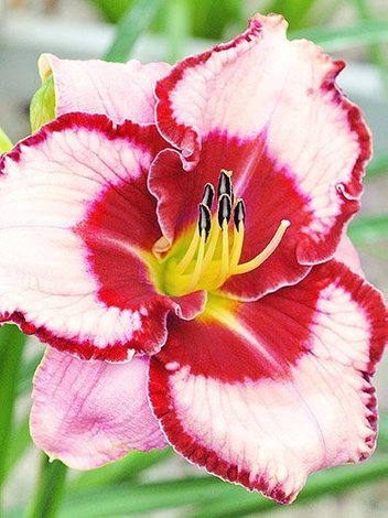 Liliowiec (Hemerocallis) 'Lies and Lipstick'