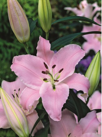 Lilia (Lilium) 'Gracia'