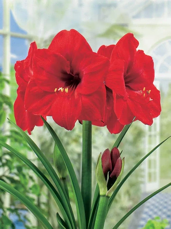 Zwartnica (Hippeastrum) 'Red Lion' cebulka XXL 1 szt.