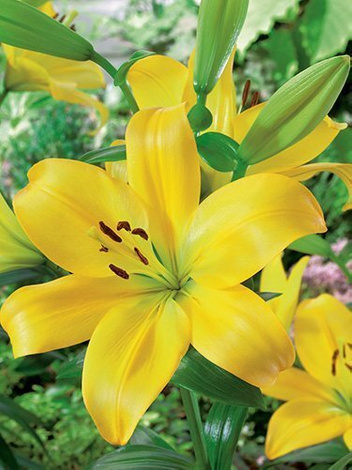 Lilia Żółta Tania Azjatycka (Lilium) 1 szt.