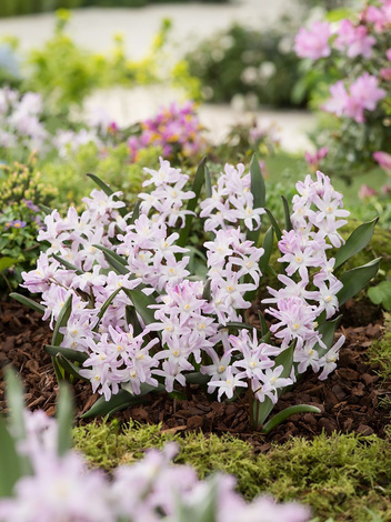 Śnieżnik Lśniący (Chionodoxa forbesii) 'Pink Giant' 10 szt.