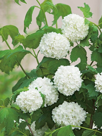 Kalina koralowa (Viburnum opulus) 'Roseum'