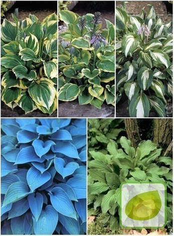 Funkia ( Hosta ) Ogrodowa Mix 2 szt.