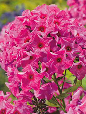 Floks (Phlox paniculata) 'Ferris Wheel'