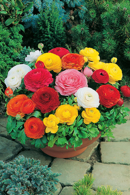 Jaskier (Ranunculus) Mix