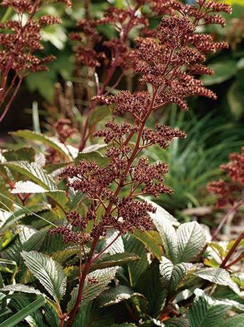 Rodgersia pinnata 'Chocolate Wings'