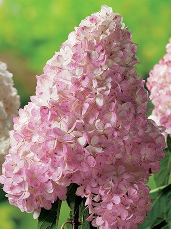 Hortensja Bukietowa (Hydrangea paniculata) 'Vanille-Fraise ©' don. C7,5