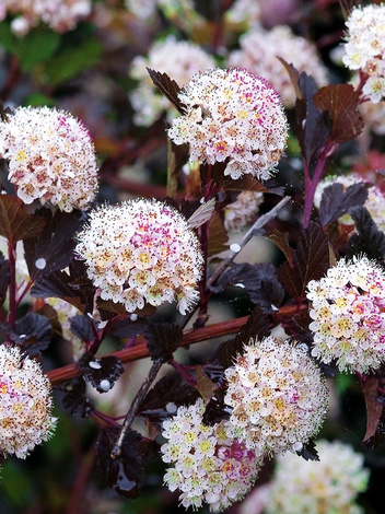 Pęcherznica (Physocarpus) - Krzew Ozdobny