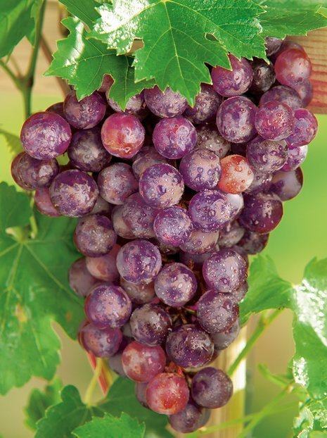 Winorośl (Vitis) 'Swenson Red'