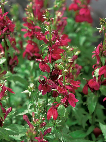 Lobelia ’Crimson Princess’  