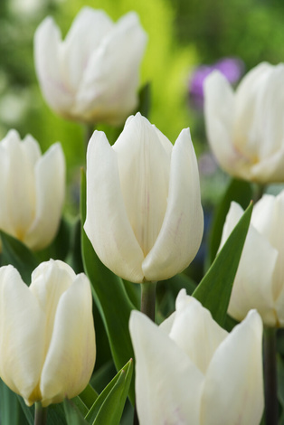 Tulipan ( Tulipa) White Prince 5 szt.