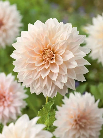 Dalia (Dahlia) 'Cafe au lait' 1 szt.