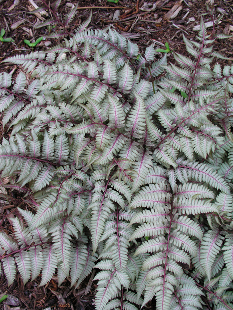 Wietlica Japońska (Athyrium) 'Silver Falls'