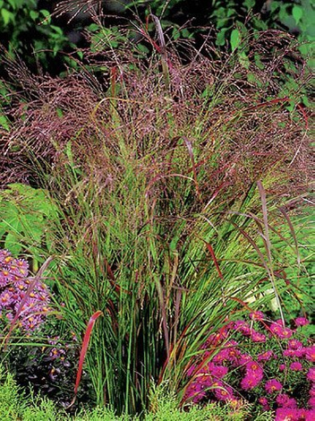 Proso rózgowate (Panicum virgatum) 'Rotstrahlbusch'