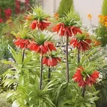 Szachownica (Fritilaria) 'Rubra'