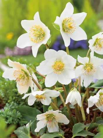 Ciemiernik biały (Helleborus niger)