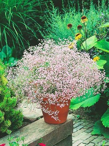 Gipsówka (Gypsophila pacifica) Różowa