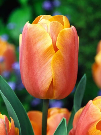 Tulipan Triumph (Tulipa) 'Jimmy' 5 szt.