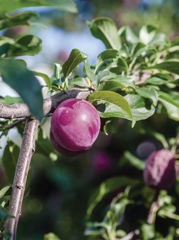 Śliwa 'Renkloda Althana'