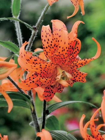 Lilia (Lilium) Flore Pleno 1 szt.