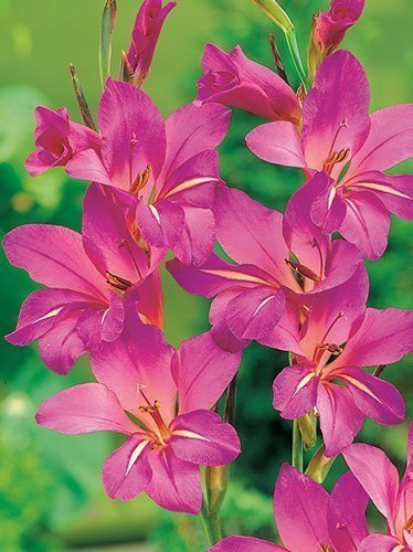 Mieczyk (Gladiolus Byzantinus) 10 szt.