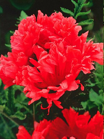 Mak (Papaver orientale) 'Garden Glorie'