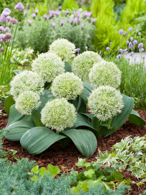 Czosnek (Allium) 'Karataviense' 5 szt.