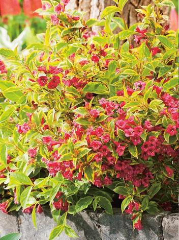 Krzewuszka (Weigela) - Krzew Ozdobny