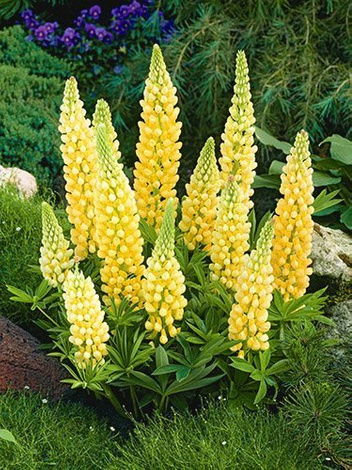 Łubin (Lupinus) Żółty