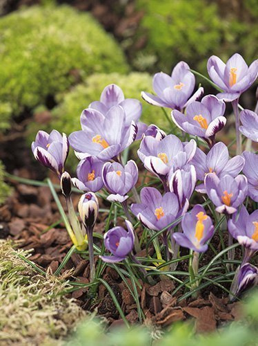 Krokus (Crocus minimus)