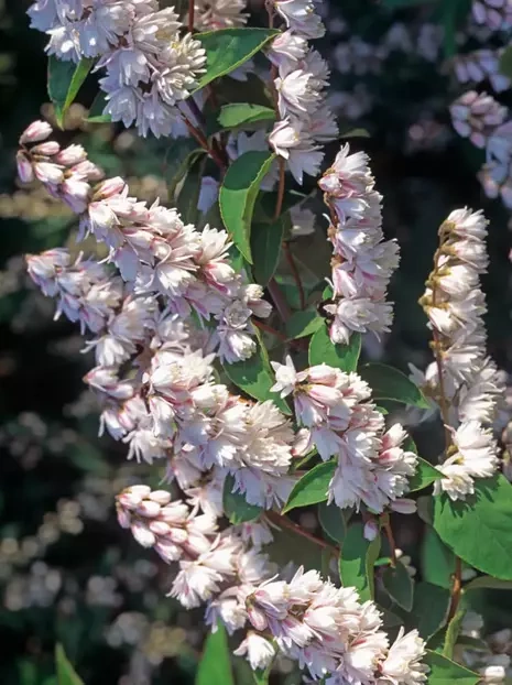 Żylistek szorstki (Deutzia scabra) 'Plena'