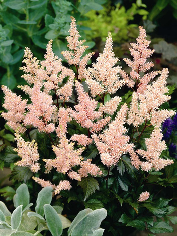 Tawułka (Astilbe) 'Peach Blossom'