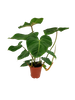 Filodendron Gloriosum (Philodendron Gloriosum)