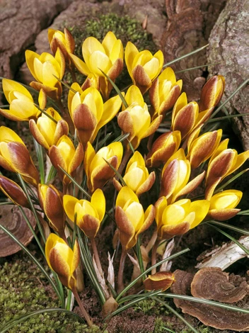 Krokus Botaniczny (Crocus) 'Zwanenburg Bronze' 20 szt.