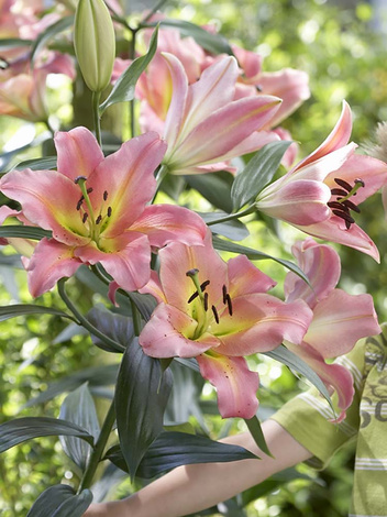 Lilia (Lilium) 'On Stage'