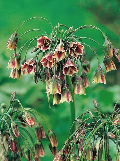 Czosnek (Allium siculum) 5 szt.