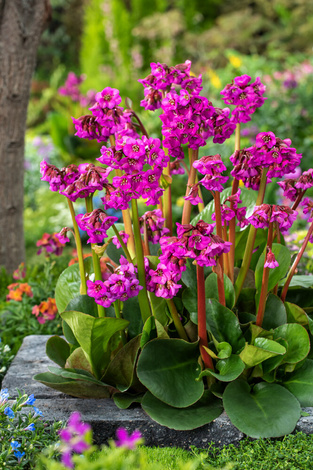 Bergenia (Bergenia) 'Eroica'