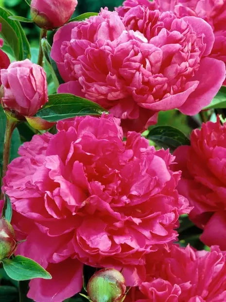 Piwonia (Paeonia) 'Felix Crousse' 1 szt.