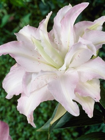 Lilia (Lilium) 'Blushing Girl'