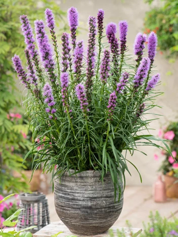 Liatra kłosowa (Liatris spicata) 'Kobold'