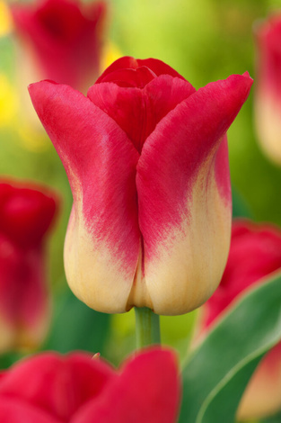 Tulipan Triumph (Tulipa) 'Match' 5 szt.