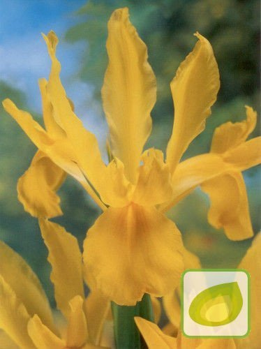 Irys żółty holenderski (Iris hollandica) 5 szt.