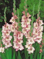 Mieczyk Tani (Gladiolus) 'Priscilla'