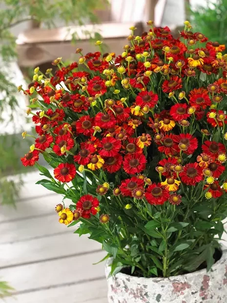 Dzielżan (Helenium) 'Hot Lava'