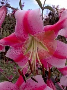 Lilia drzewiasta ( Lilium ) Anastasia 1 szt.