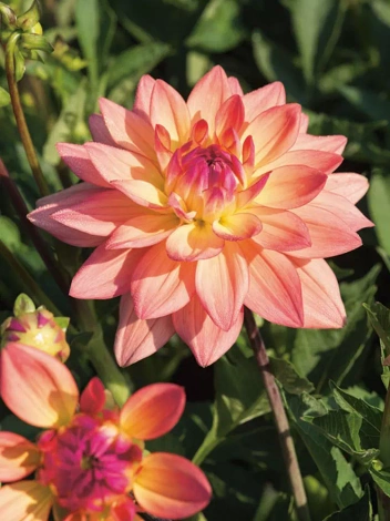 Dalia (Dahlia) 'Melody Dora'