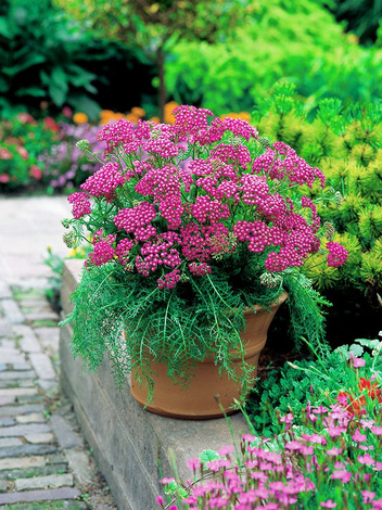 Krwawnik (Achillea) 'Lilac Beauty' 1 szt.